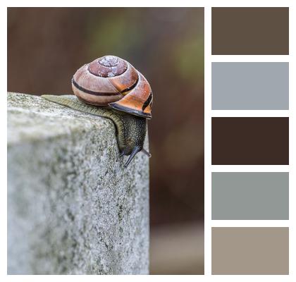 Nature Stone Wall Gastropod Animal Close Up Snail Mollusk Animal World Shell Wall Stone Image